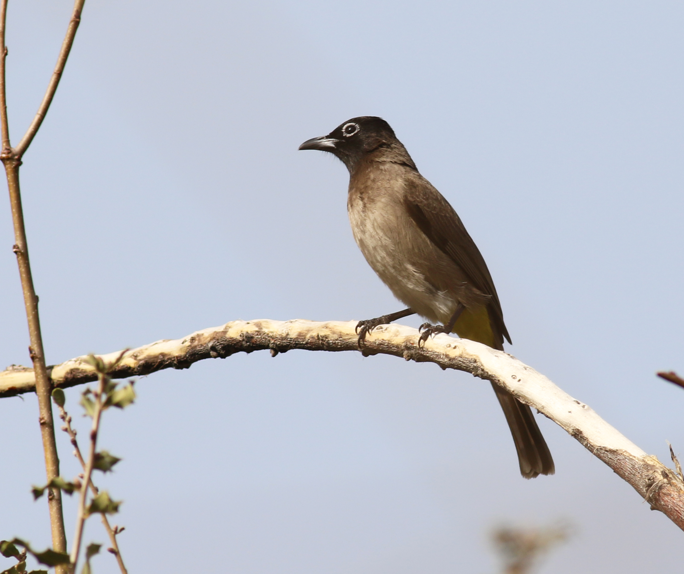 White-spectacled Bulbul